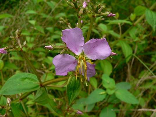 {Rhexia virginica}